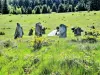 Site mégalithique du cercle de pierres - Monument à Grendelbruch