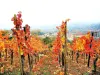 Guebwiller的秋季全景，来自Appenthal的葡萄园（©Jean Espirat）