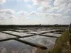 Salt marsh in Saillé (Guérande)