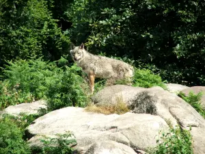 シャブリエールの狼