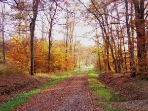 Trilha de floresta de outono