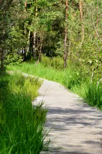 Bog of the Hanau Pond