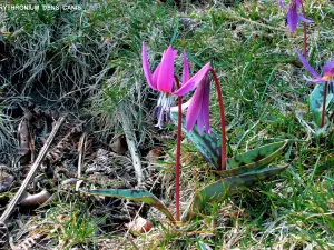 Erythronium dens-canis - Hundszahn (© JE)