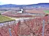 Panorama sur Épernay depuis Hautvillers (© Jean Espirat)