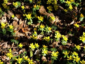 Zeldzame Flora - Eranthis hyemalis - Oude tuinen van Landsberg Castle (© J.E)