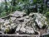 Rotsachtige chaos van de platte steen op de top van het grote bos (© JE)