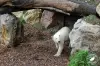 Parc zoologique Cerza - Lieu de loisirs à Hermival-les-Vaux