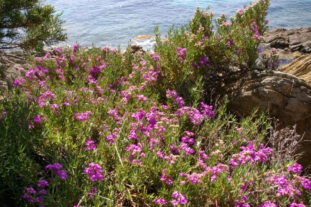 Île du Levant - Fleurs de l'île (© Polya)