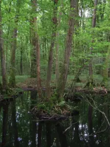 Bossen mooi, mooi wandelingen (© Pierre Lavallee)