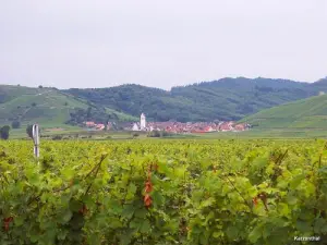 A aldeia no meio das vinhas