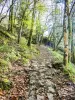 Chemin d'accès au château du Schlossberg (© J.E)