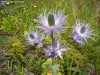 Eryngium alpinum - Flore locale (© Jean Espirat) 