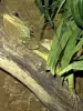 鬣蜥在动物园