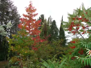 秋天在植物园开始颜色