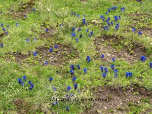 6月とその花