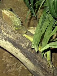 Iguane au vivarium