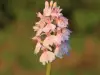 Wild Orchids of La Chartre-sur-le-Loir