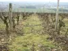 De wijnstokken boven La Chartre-sur-le-Loir