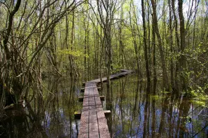 Schaum Schaum Wald