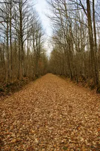 Chemin des Loges im Wald von La Ferté-Vidame