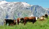 The altitude cows