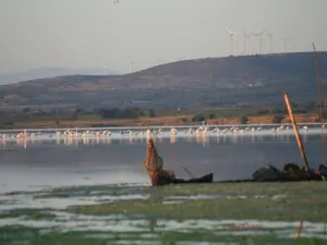 Estanque La Palme y flamencos