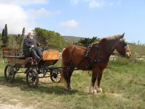 Visites guidées en calèche du Salin de La Palme