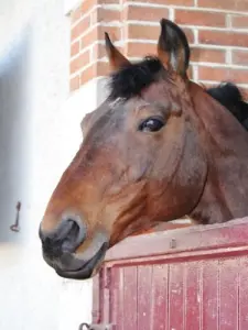 Haras de la Vendée