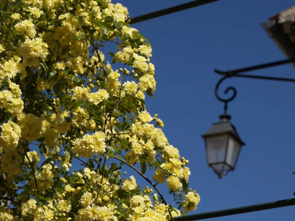 La Roque-d'Anthéron - Árbol de flores