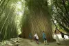 La Roque-Gageac Arboleda de bambú
