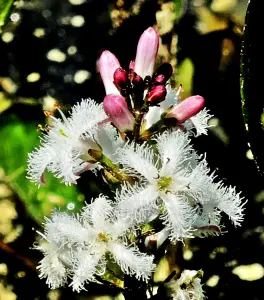 Ein Element der lokalen Frühlingsflora (© J.E)