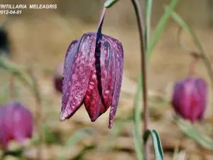 Seltene und geschützte lokale Flora (© J.E)