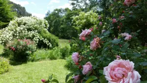 El jardín de rosas de Berty
