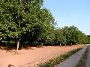 Les noyers se préparent pour la récolte