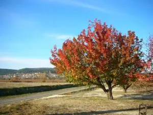 Laudun - Ciliegio in autunno