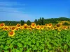 Sunflower fields