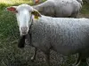 Овцы Кот-Сен-Аманд на месте Хурлевентов
