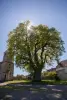 De lindeboom dateert uit de periode van Henri IV, Église Saint-Blaise