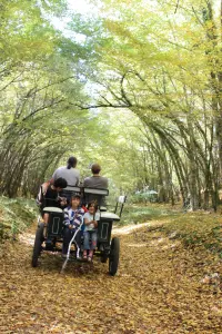 Promenade en attelage