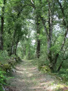 Sur les traces du chemin d'Henri