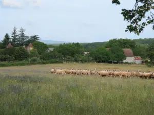 Boucle du chemin d'Henri