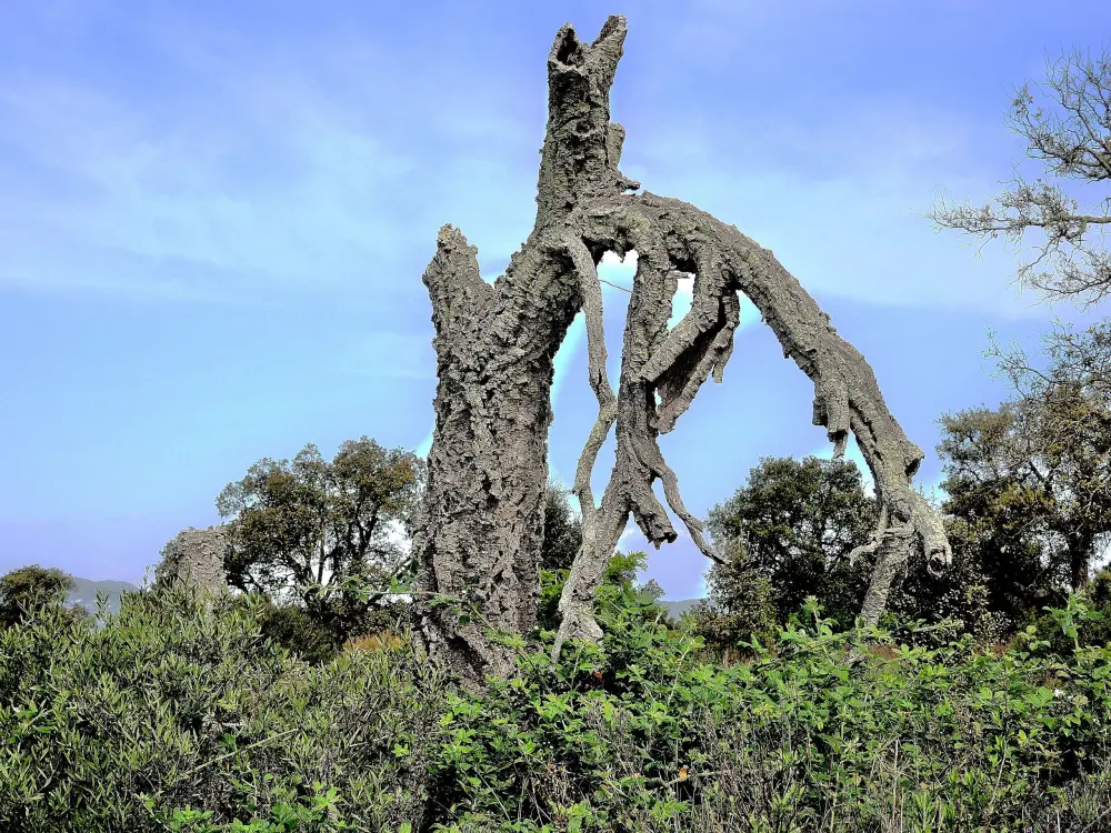 Le Cannet-des-Maures - Un vieil arbre de la plaine des Maures (© Jean Espirat)