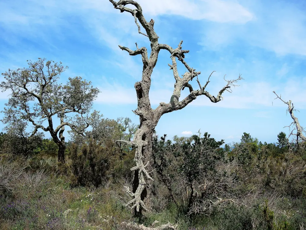 Le Cannet-des-Maures - Vieil arbre de la plaine des Maures (© Jean Espirat)