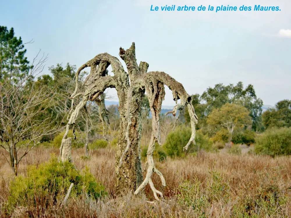 Le Cannet-des-Maures - Vieil arbre de la plaine des Maures (© Jean Espirat)