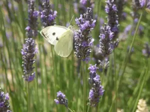 Territorio lavanda e farfalle