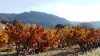 Uitzicht op de wijngaarden in de herfst