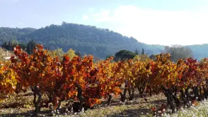 Vue des vignes en automne