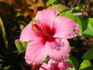 Martinique, île aux fleurs : hibiscus