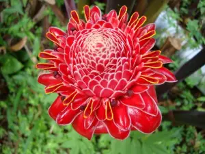 Martinique, île aux fleurs : rose de porcelaine