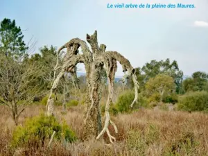 Vieil arbre de la plaine des Maures (© J.E)